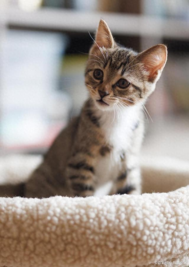 a家猫流浪猫寿命差这么大？品种+饲养+健康管理决定猫能活多久！