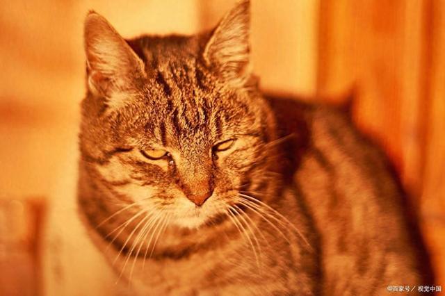 e猫咪离家出走别慌！发情、环境、健康、行为问题是主因