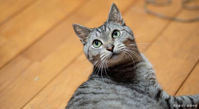 G猫咪离家出走别慌！发情、环境、健康、行为问题是主因(图2)