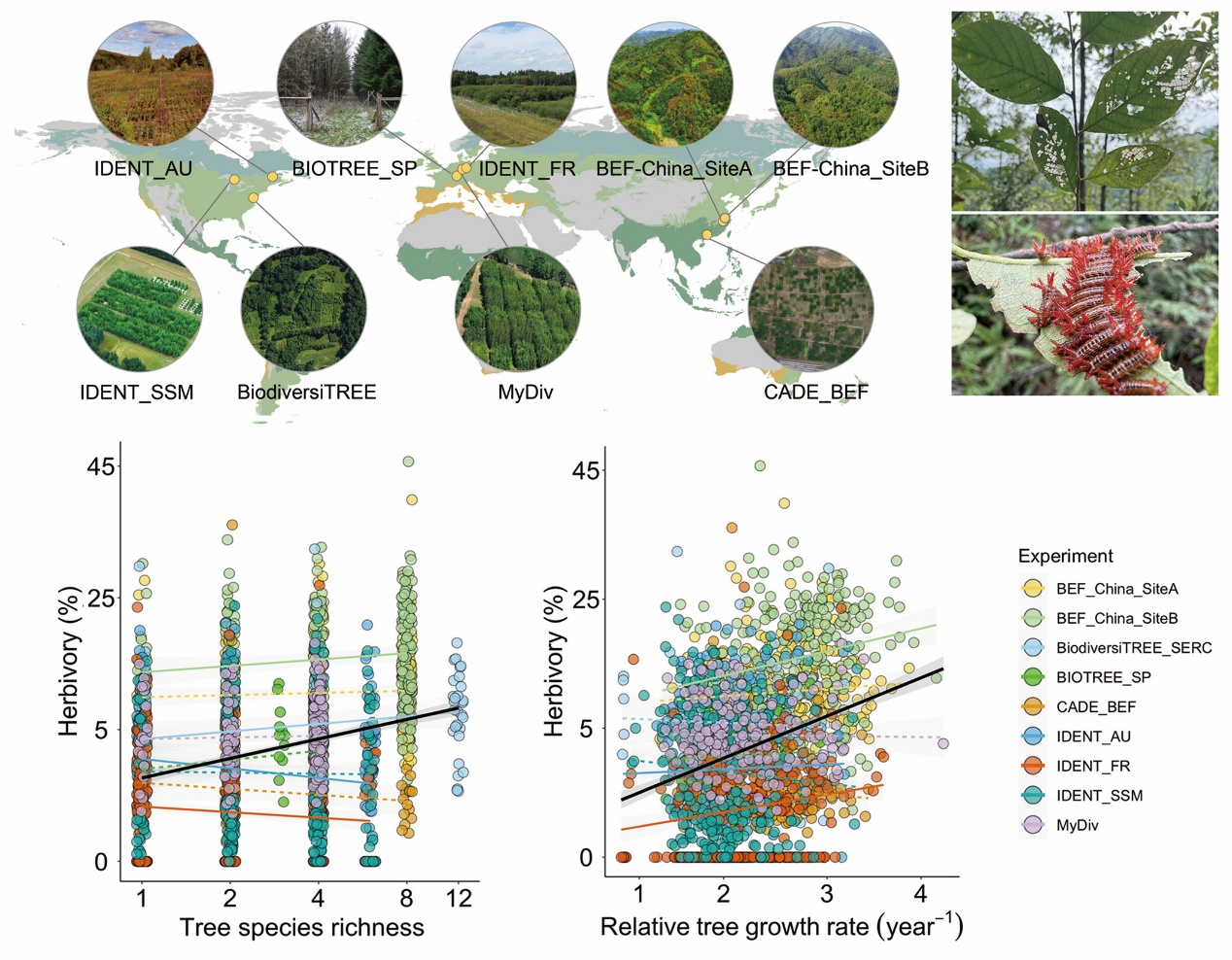 科研人员在全球尺度揭示树木生长-昆虫啃食关系及调控机制
