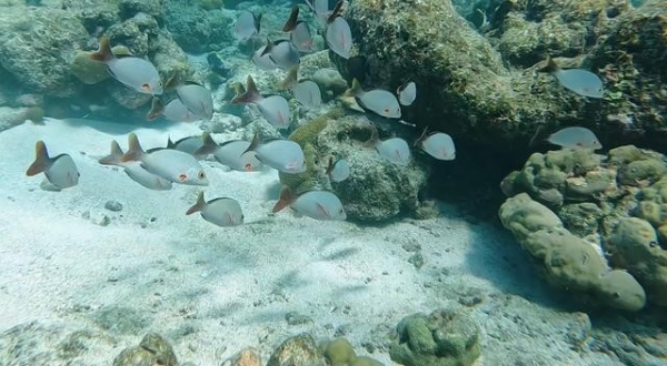 关晓彤浮潜好长的腿网友：从没见过这么长的腿！(图2)