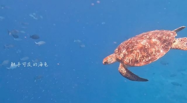 关晓彤浮潜好长的腿网友：从没见过这么长的腿！(图10)