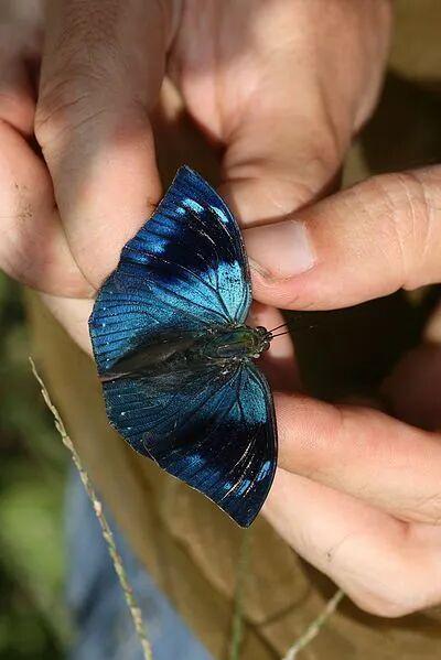 【动物界全系列】螯蛱蝶亚科—安蛱蝶族（下）(图2)